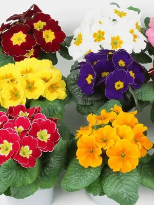 Примула бесстебельная – весенняя махровая Беларина Крем (Primula acaulis  Belarina Cream)