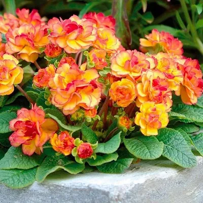 Примула бесстебельная (Primula acaulis)