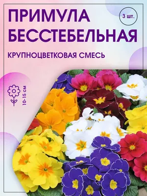 №2 Примула бесстебельная желтая - Заказать садовые цветы с доставкой по  Украине | Сады Екатерины | Екатерина \"Цветочный рай\"