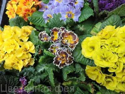 Примула бесстебельная (Primula acaulis)