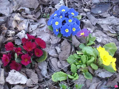Примула бесстебельная (acaulis)