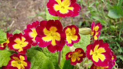 Примула бесстебельная Mix - Примула - GardenPlants
