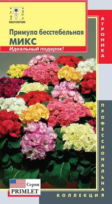 Примула бесстебельная малиновая (Primula acaulis)