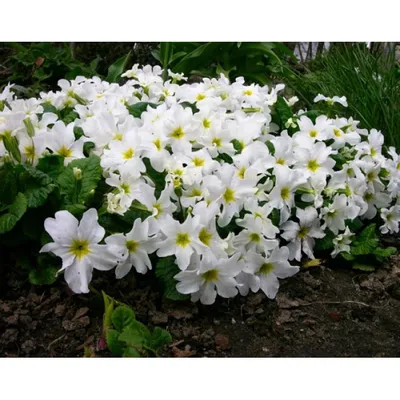 🌱 Примула (Первоцвет) бесстебельная Alaska Bicolor Red по цене от 900 руб:  саженцы, рассада - купить в Москве с доставкой - интернет-магазин Все Сорта