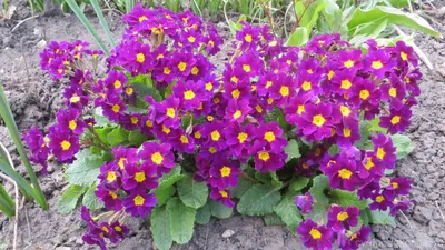Примула бесстебельная махровая Квейкерс Боннет (Primula vulgaris Quakers  Bonnet)