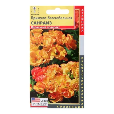 Примула бесстебельная (сорт уточняется)
