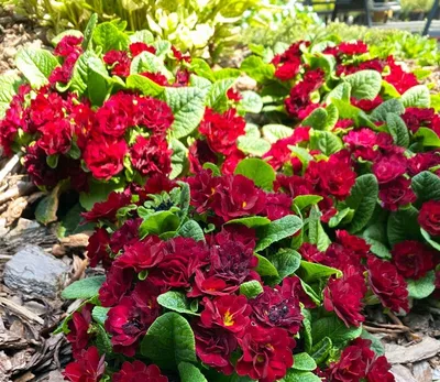 https://www.podvorje.ru/retail/catalogue/perennials/all-perennials/primula-korotkostebelnaya-miks.html