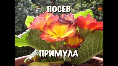 Примула бесстебельная малиновая (Primula acaulis)