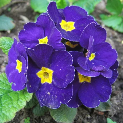 Примула бесстебельная (Primula acaulis)