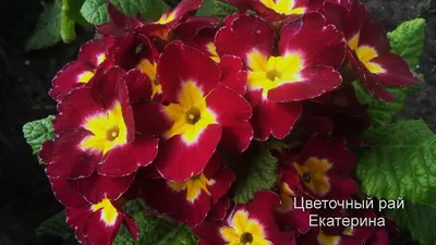 Примула бесстебельная малиновая (Primula acaulis)