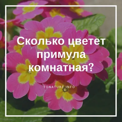 Сколько цветет примула комнатная? | выращивание, уход, размножение растений