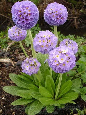 Примула обыкновенная / бесстебельная (Primula vulgaris, acaulis) - «Мои  успехи в разведении примулы. Идеальный цветок для альпийских горок и  весенних клумб. » | отзывы