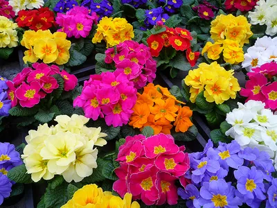 Примула японская (Primula japonica) розовая с белым