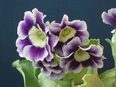 Примула ушковая др. сорта ~ Primula auricula — Садовые неприхотливые  многолетники, декоративные деревья и кустарники, купить.