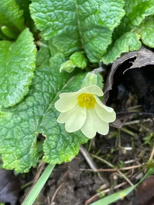 Примула Юлии белая (Primula juliae)