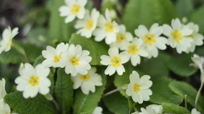 Примула обыкновенная / бесстебельная (Primula vulgaris, acaulis) - «Самые  первые порадуют своим цветением после зимы! 🌸 Чудесные, весенние,  неприхотливые примулы. 🌸 Мой опыт выращивания.» | отзывы