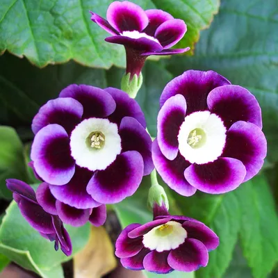 Примула Буллея (Primula bulleyana) купить в blumgarden.ru