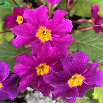 Примула Буллея (Primula bulleyana) купить в blumgarden.ru