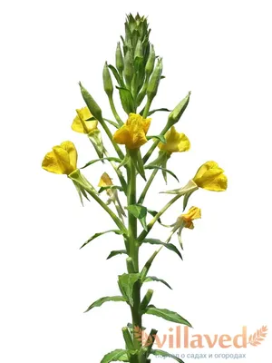 Купить Primula Примула вечерняя масло омега-6, женское здоровье 72капсулы  по лучшей цене в Украине - 1037237148