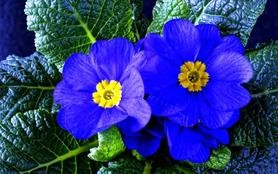 Картинка Примула синяя » Разные цветы » Цветы » Картинки 24 - скачать  картинки бесплатно
