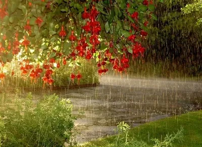Природа дождь фотографии