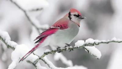 Картинки природа на рабочий стол 1920х1080 (54 лучших фото)