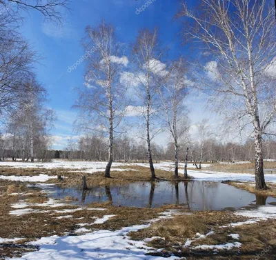 Картинка Ранняя весна вечер » Весна » Природа » Картинки 24 - скачать  картинки бесплатно