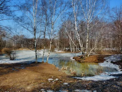 Фотогалерея - Болота - Болото ранней весной - Природа Республики Мордовия