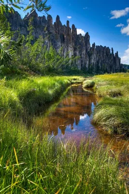 Природа России / Nature of Russia | Tree wallpaper phone, Birch tree  wallpaper, Phone wallpaper
