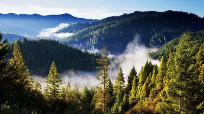 природа россии лес карелия Stock Photo | Adobe Stock