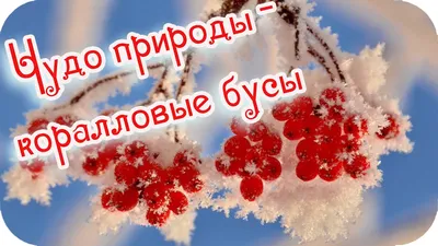 Доброе утро! ❤️Чудо природы - гроздья рябины зимой...❤️Невероятно  красиво!❤️Good morning!❤️ - YouTube