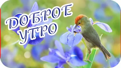 Доброе осеннее утро!🍁 | Красные арты, Природа, Осень