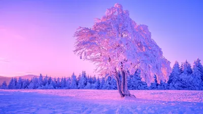 Обои природа, зима, снег, дерево, поле на рабочий стол
