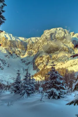 640x960 Обои зима, горы, австрия, снег, деревья, ель, альпы, природа |  Пейзажи, Природа, Натуральный