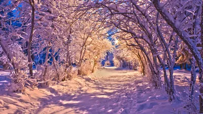 Картинки зима, лес, снег, свет, фонари, вечер, деревья, природа, зима - обои  1920x1080, картинка №37195