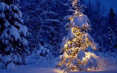 Картинки фото, природа, зима, елка, новый год, красиво, снег, огни - обои  2560x1600, картинка №157199