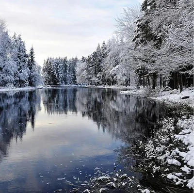 Snowy Forest Lake Winter Scene Photo Print Wallpaper Mural | Природа, Зима