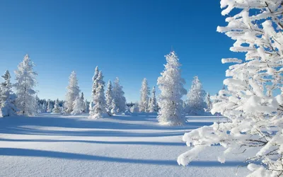 обои : пейзаж, природа, Зима, снег, Лед, мороз, лес, Поле, Эстония, Европа,  Туман 4096x2732 - neomeow - 2228466 - красивые картинки - WallHere