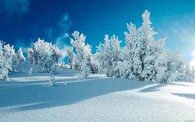 Скачать обои деревья, снег, природа, зима, отражение разрешение 1680x1050  #147863
