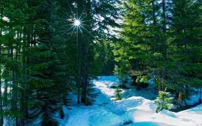 Снег фото обои Природа Деревья 368x254 см Зима в лесу (12923P8)+клей купить  по цене 1200,00 грн