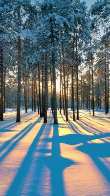 Пейзаж/Природа/Зима | Пейзажи, Природа, Зима