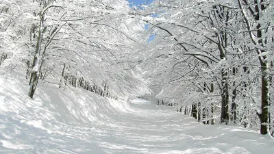 Обои зима, лес, снег, деревья, закат, winter, forest, snow, trees, sunset,  4K, Природа #23878