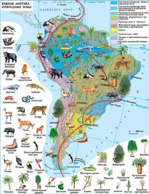 Облако знаний. Природные зоны Южной Америки. География. 7 класс