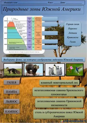 Природные зоны Южной Америки