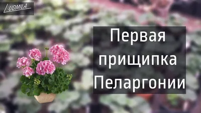 ПЕРВАЯ ПРИЩИПКА ГЕРАНИ ( пеларгонии) | Gorgeous gardens, Plant species,  Garden