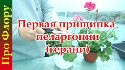 Первая прищипка пеларгонии (герани), выращенной из семян - YouTube