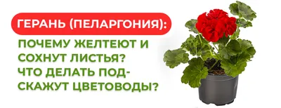 У герани желтеют и сохнут листья: почему и что делать подскажут опытные  цветоводы