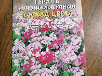 Прищипка пеларгонии из семян, моя ампельная подросла | уДачный выбор | Дзен