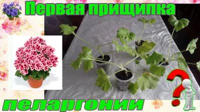 Прищипка комнатного растения королевской пеларгонии в домашних условиях....  | Растения, Комнатные растения, Выращивание цветов