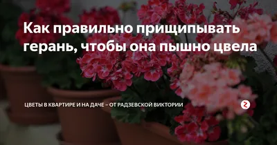 Выращивание герани в комнатных условиях | GreenMarket